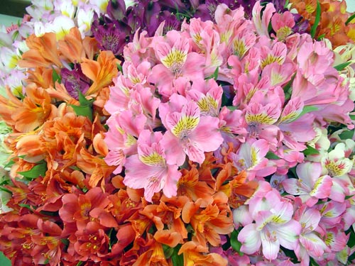 цветы альстромерия