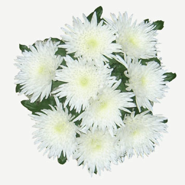 букет белых хризантем